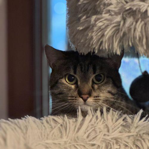 Enlarge Snuggles, a Adoptable Domestic Short Hair in Toms River, NJ image 5/6