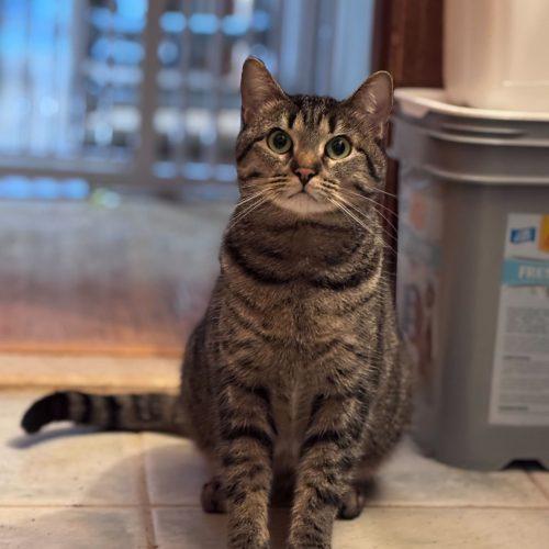 Enlarge Snuggles, a Adoptable Domestic Short Hair in Toms River, NJ image 6/6