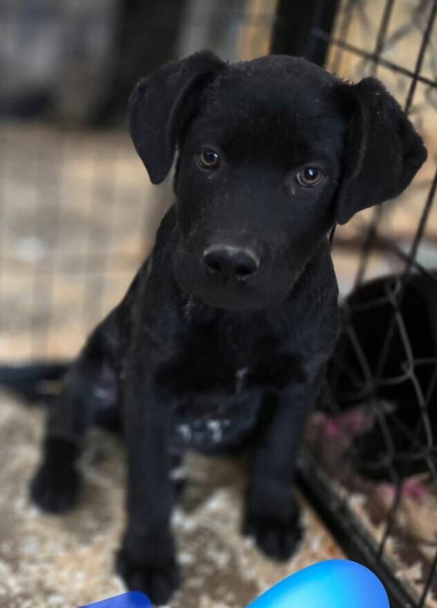 Astro, Adoptable, Puppy Male Labrador Retriever.