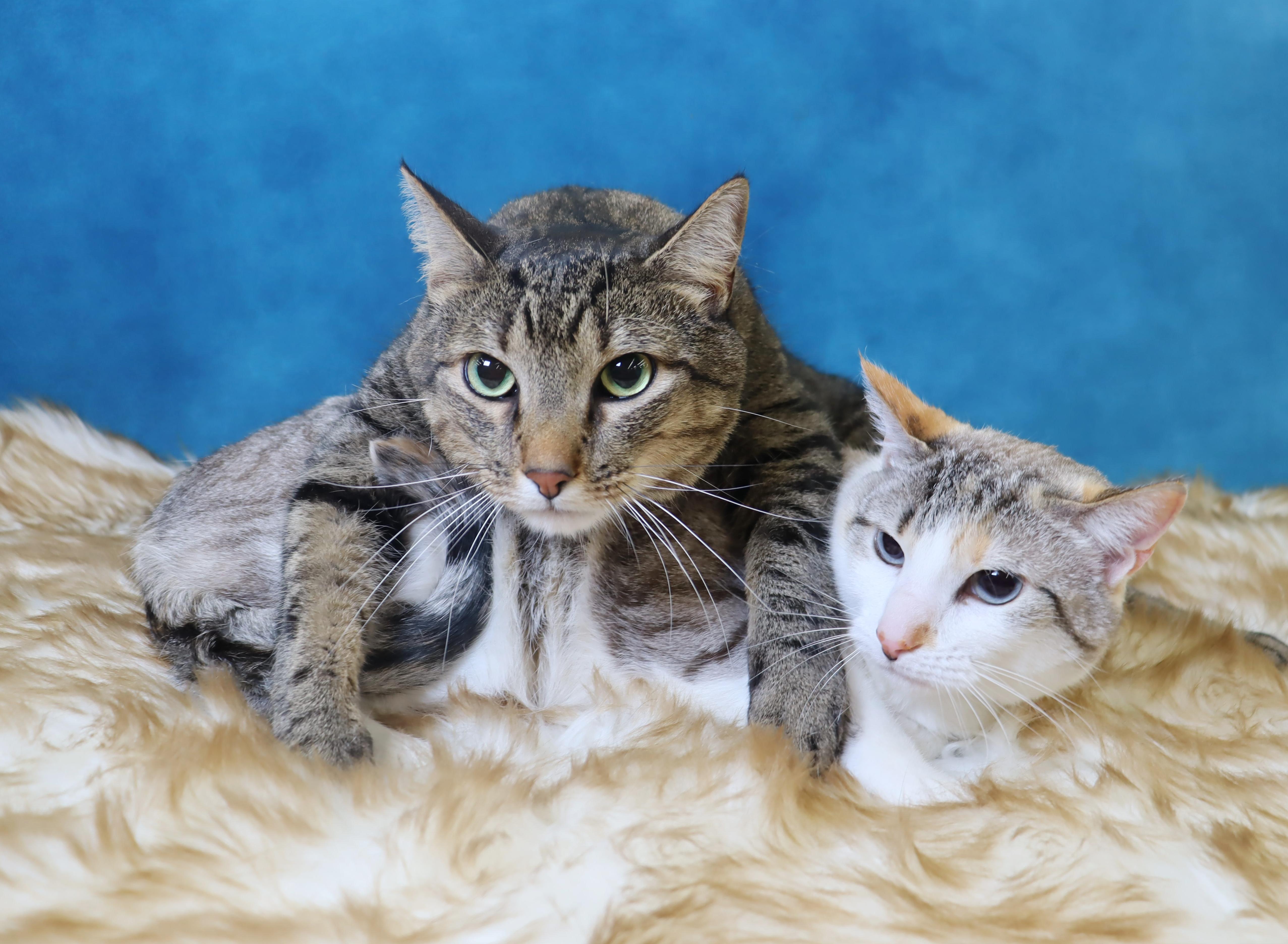 Tigger (Brother of Duchess) - Bonded Sibling Pair, an adopted Domestic Short Hair in League City, TX image 1/3