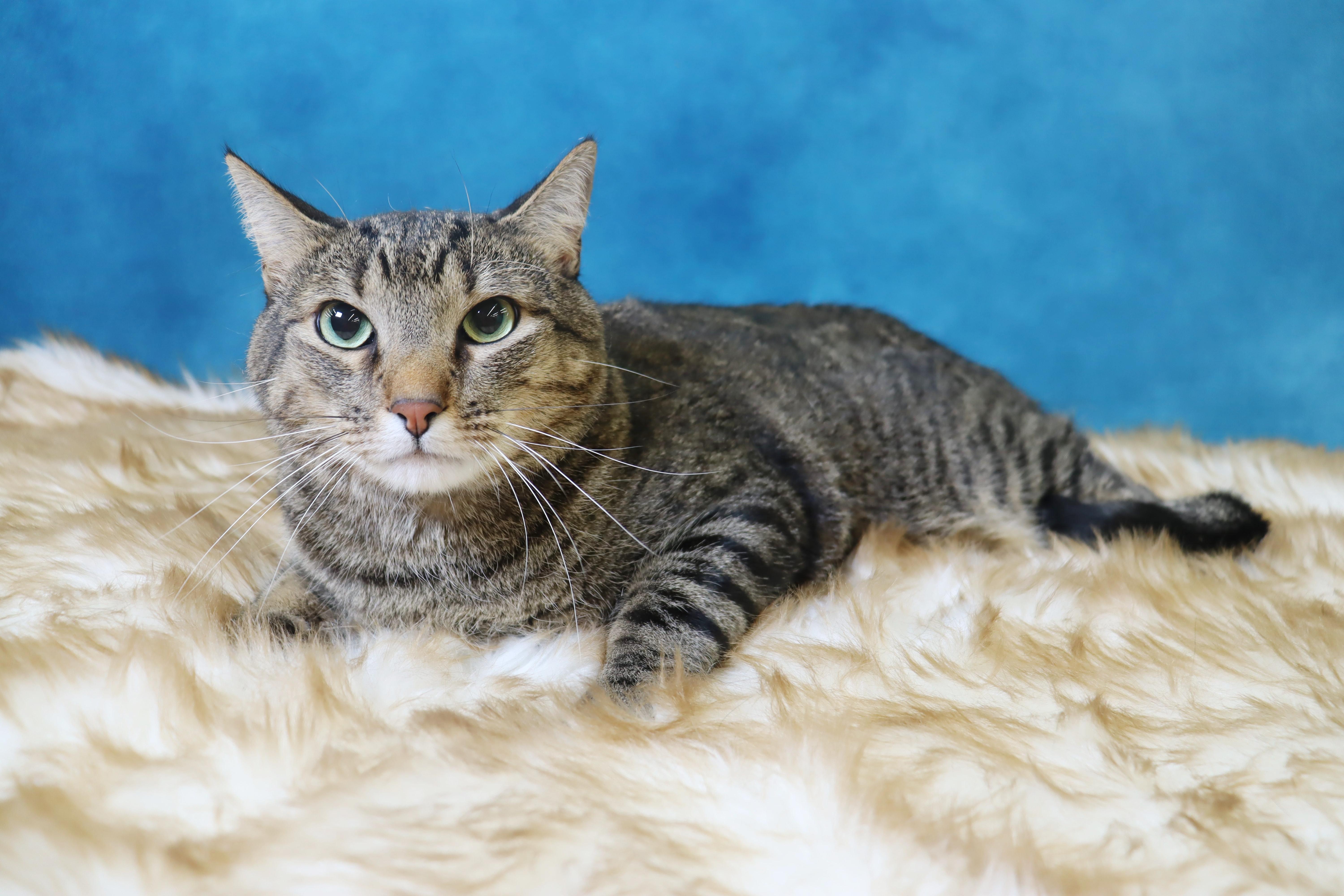Tigger (Brother of Duchess) - Bonded Sibling Pair, an adopted Domestic Short Hair in League City, TX image 3/3