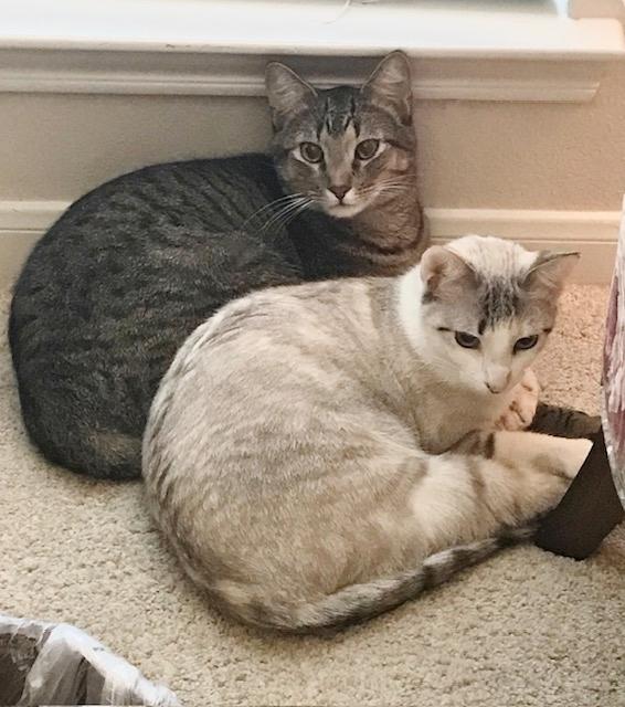 Tigger (Brother of Duchess) - Bonded Sibling Pair, an adopted Domestic Short Hair in League City, TX image 2/3