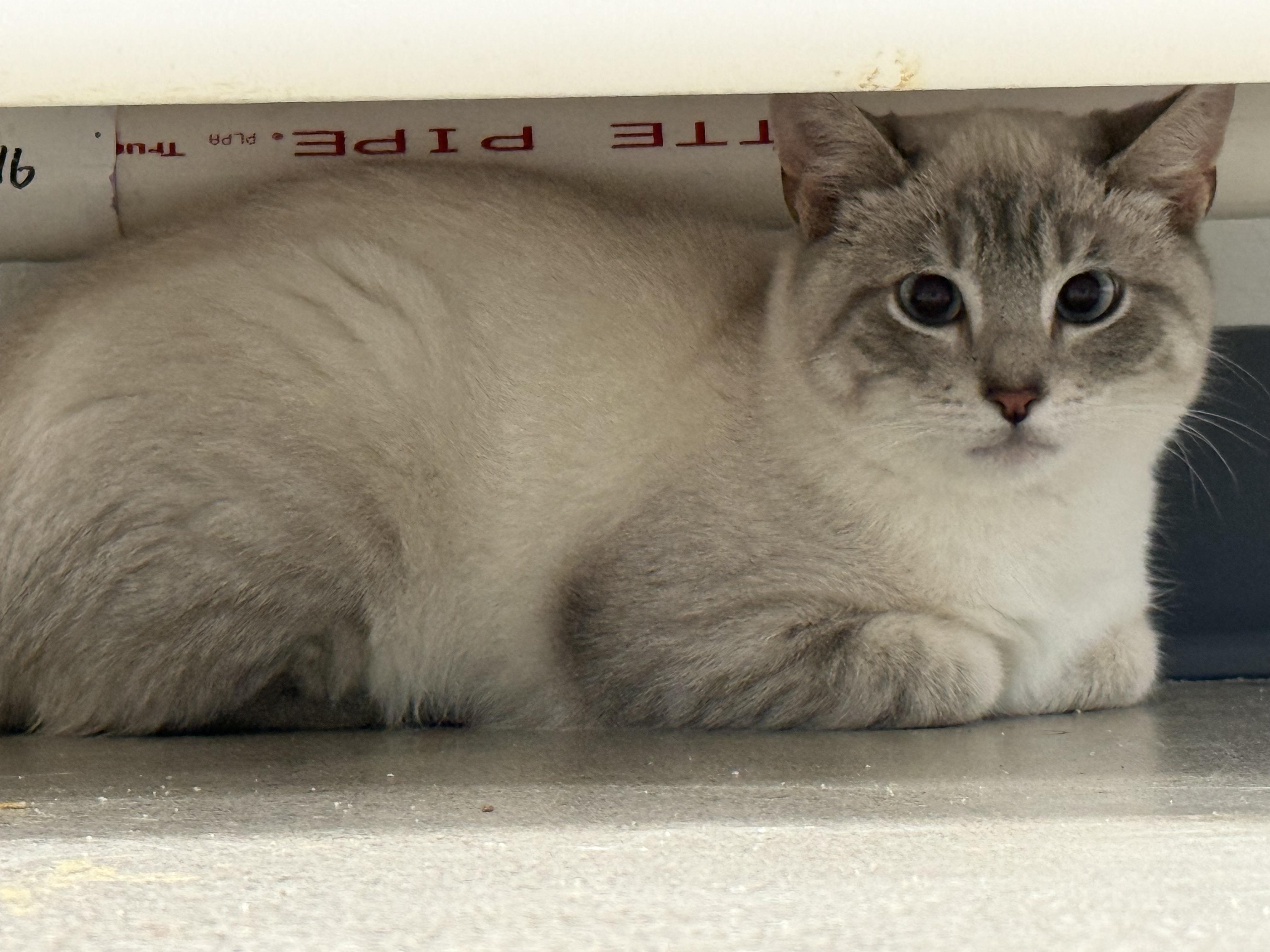 Frosty (Barn Cat FERAL), Adoptable, Adult Male Domestic Short Hair.