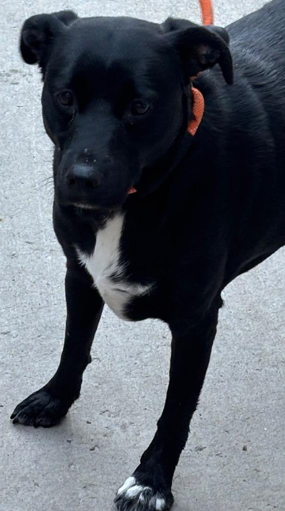 Enlarge MOLLY, a Adoptable mixed breed in Elizabethton, TN image 1/3