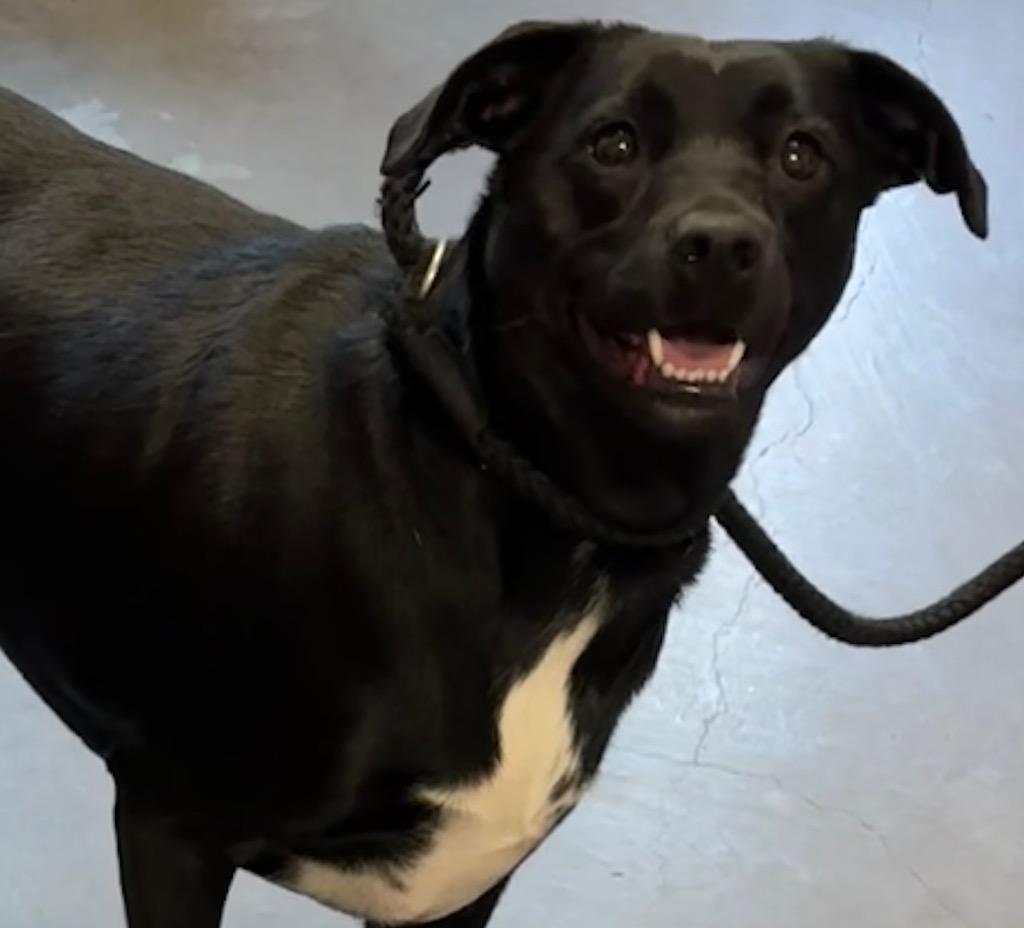 Enlarge MOLLY, a Adoptable mixed breed in Elizabethton, TN image 2/3