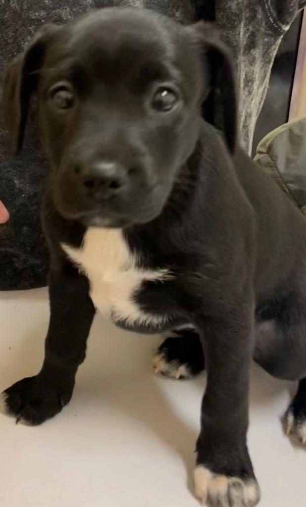 Enlarge MOLLY, a Adoptable mixed breed in Elizabethton, TN image 3/3