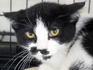 Atticus, a ADOPTABLE mixed breed in Anaconda, MT image 3/3