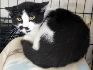 Atticus, a ADOPTABLE mixed breed in Anaconda, MT image 2/3