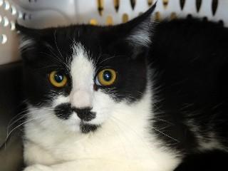 Atticus, ADOPTABLE, Adult Male Domestic Short Hair.
