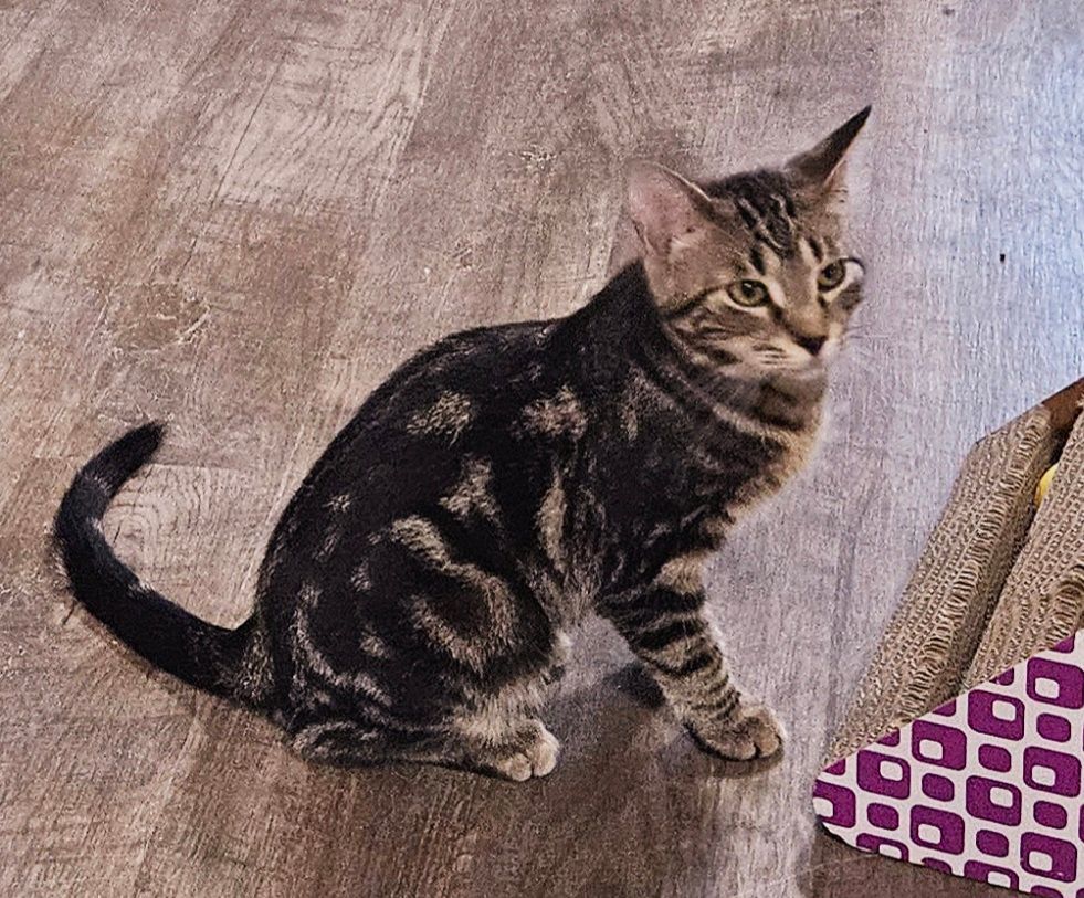 Simon, an adopted Domestic Short Hair in Rice Lake, WI_image-1