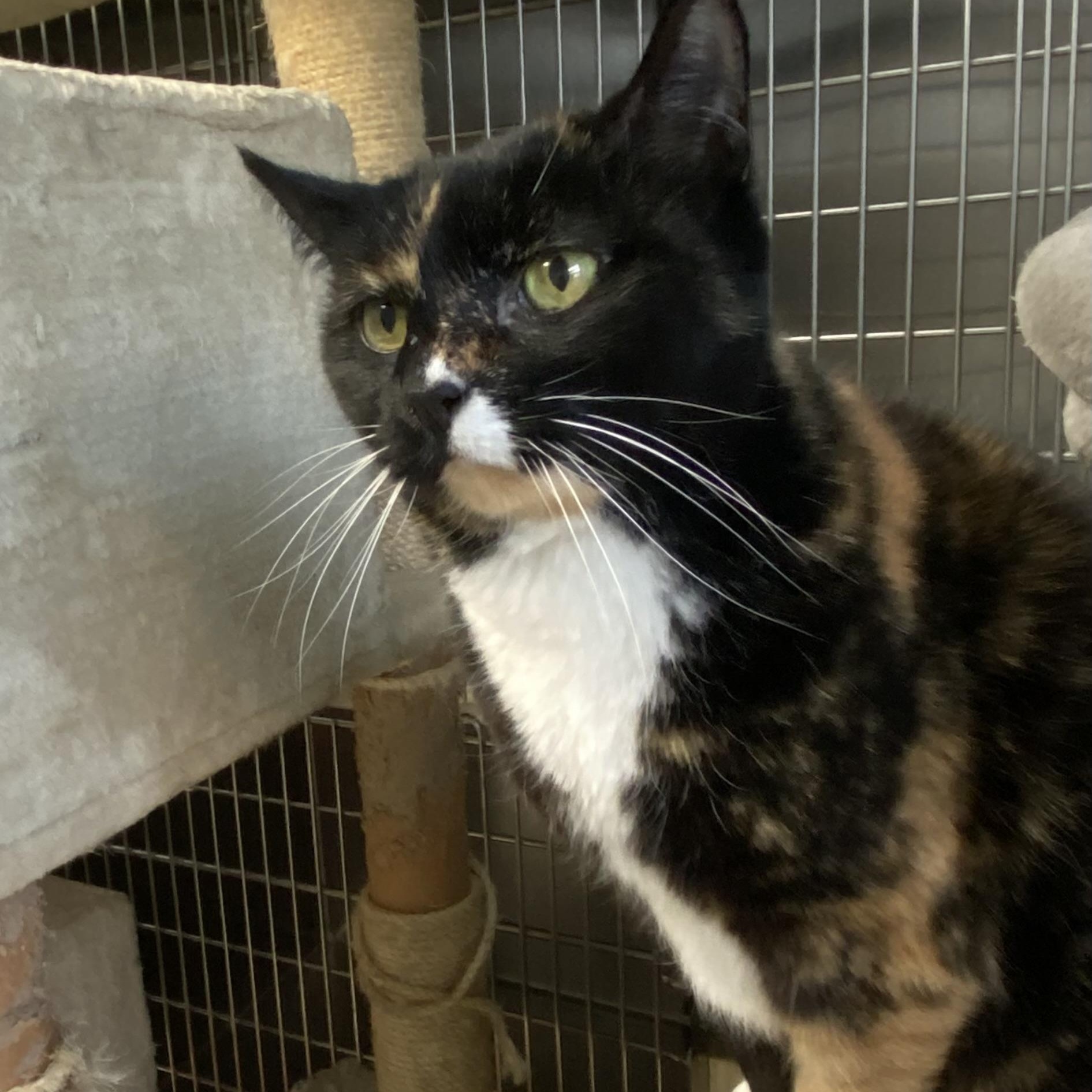 Minnie Pearl, Adoptable, Senior Female Calico.