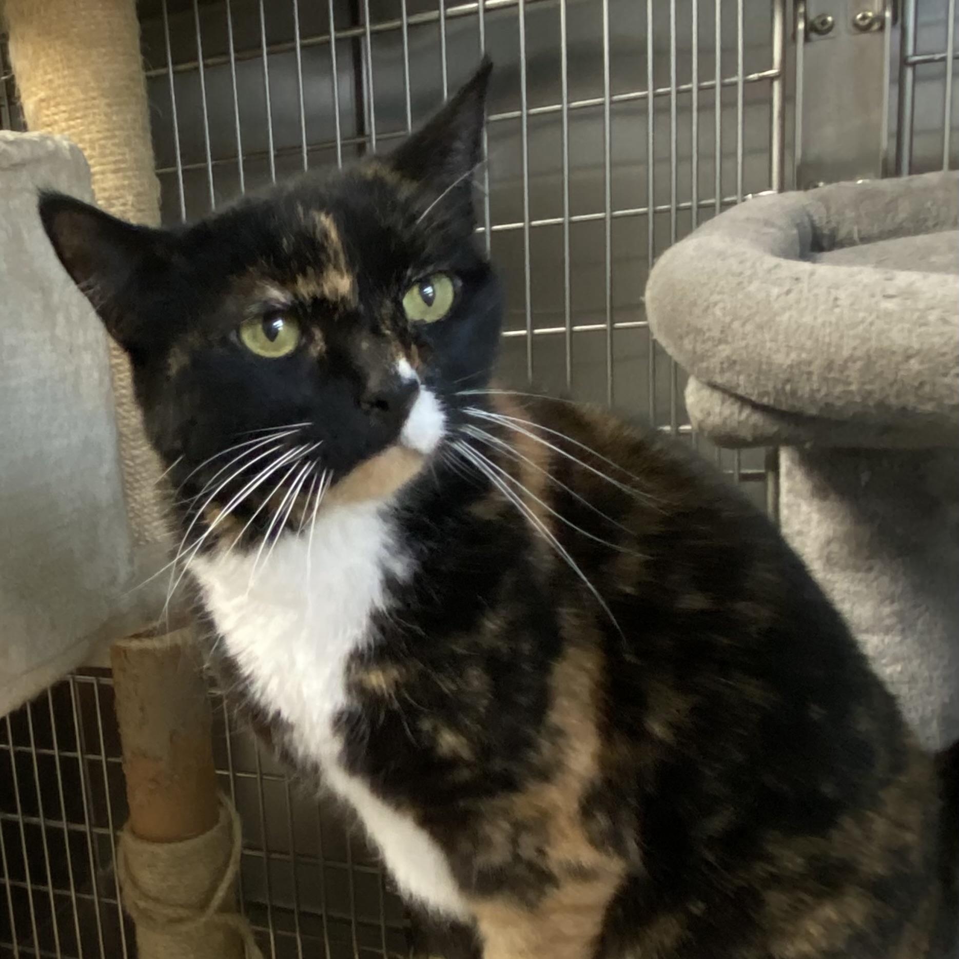 Minnie Pearl, a Adoptable Calico in Choteau, MT image 2/3
