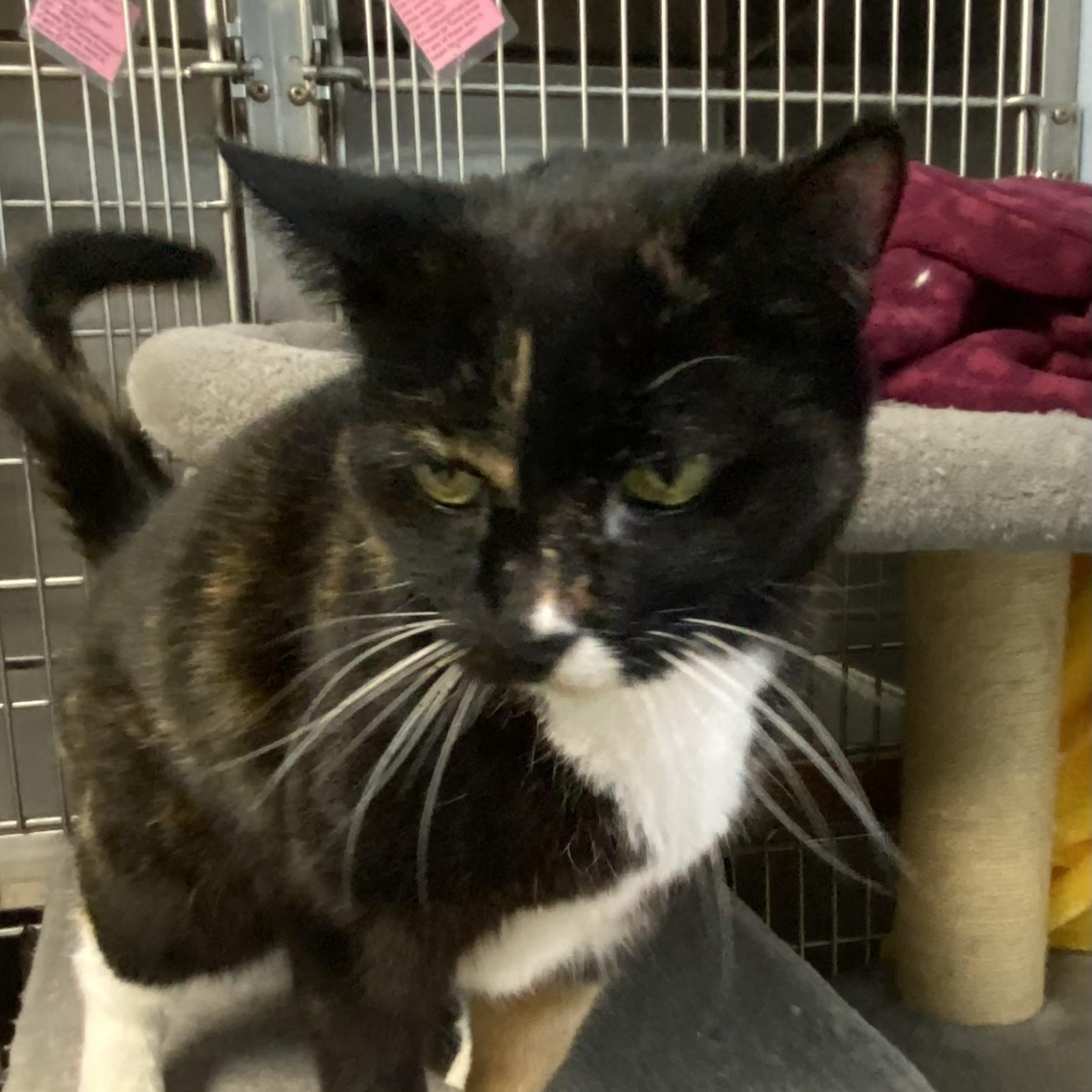 Minnie Pearl, a Adoptable Calico in Choteau, MT image 3/3