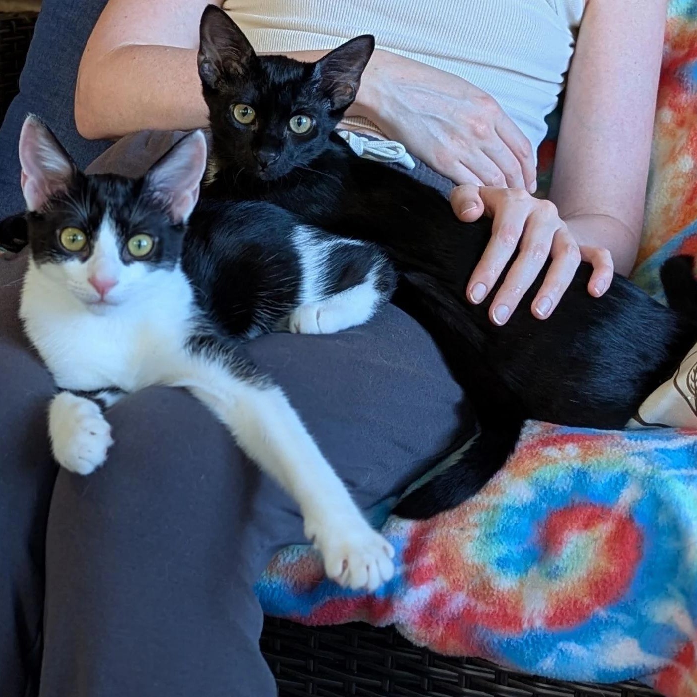 Enlarge Jett, an adopted Domestic Short Hair in Nashville, TN image 4/4