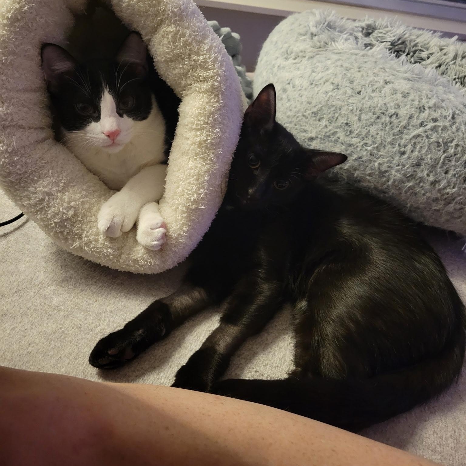 Enlarge Jett, an adopted Domestic Short Hair in Nashville, TN image 3/4