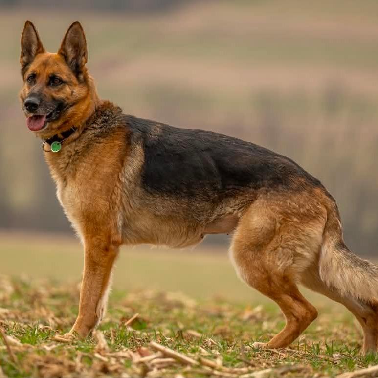 Sasha (26-115), Adoptable, Adult Female German Shepherd Dog.