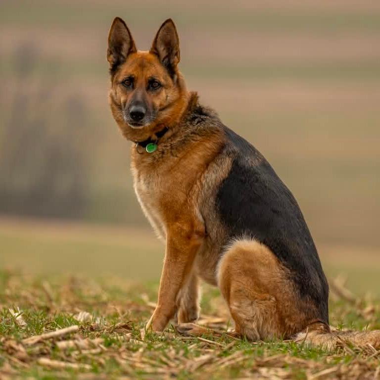 Enlarge Sasha (26-115), a Adoptable German Shepherd Dog in New Ringgold, PA image 2/6