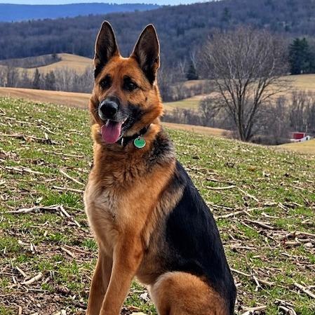 Enlarge Sasha (26-115), a Adoptable German Shepherd Dog in New Ringgold, PA image 3/6