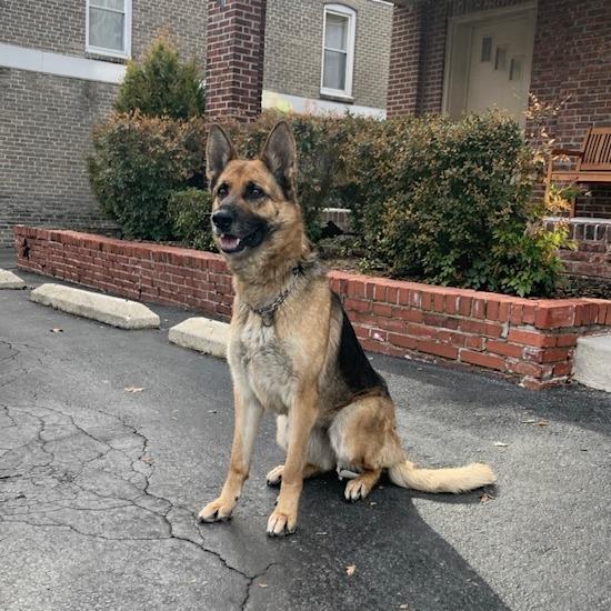 Enlarge Sasha (26-115), a Adoptable German Shepherd Dog in New Ringgold, PA image 4/6