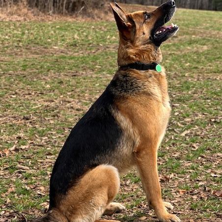 Enlarge Sasha (26-115), a Adoptable German Shepherd Dog in New Ringgold, PA image 5/6
