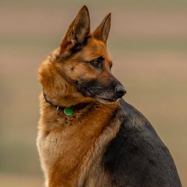 Enlarge Sasha (26-115), a Adoptable German Shepherd Dog in New Ringgold, PA image 6/6