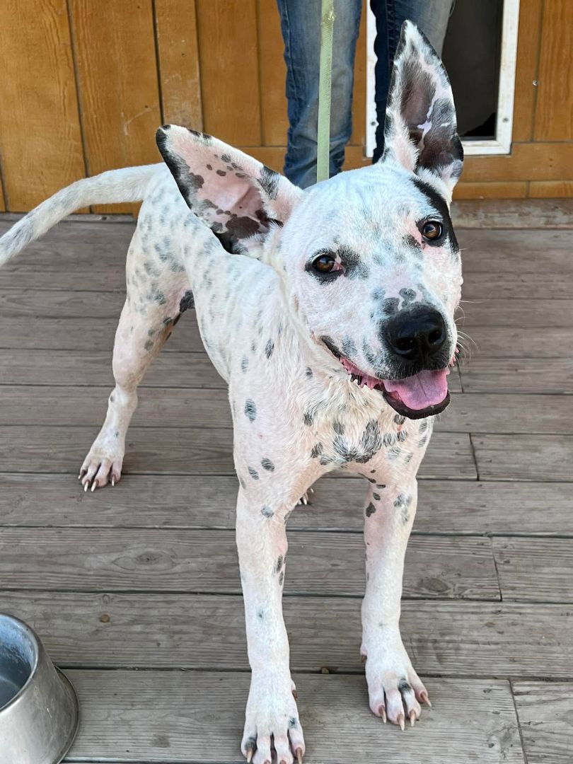 Enlarge Bamboo, a Adoptable Terrier in Granbury, TX image 1/1