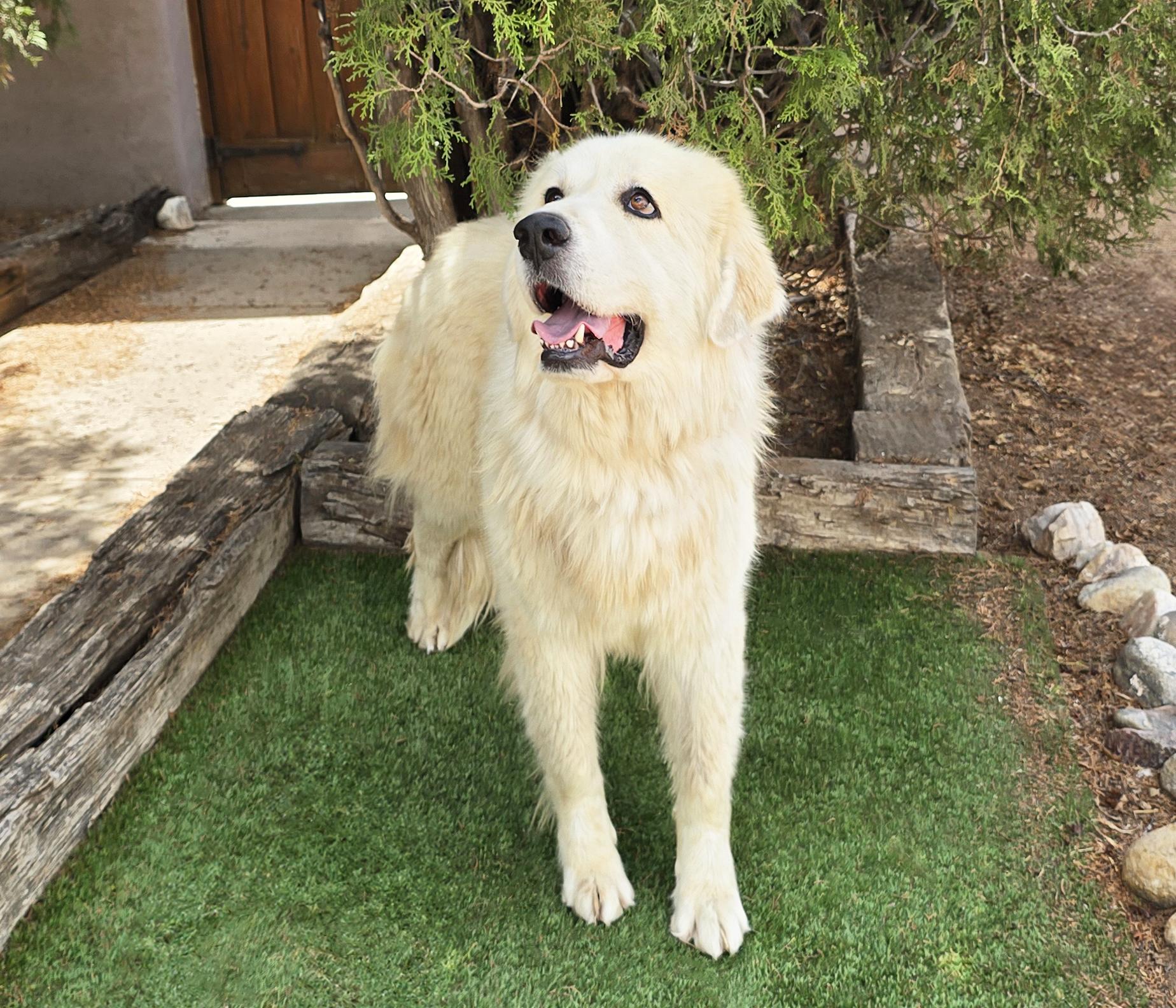 Enlarge Bodacious Mr Biscuit - Bonded Pair GREAT Pyrs, a Adoptable Great Pyrenees in Albuquerque, NM image 4/4