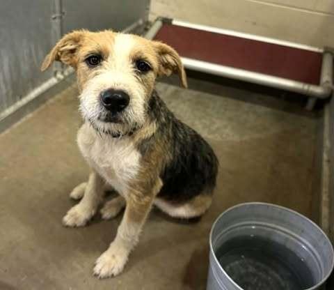 Zeus, Adoptable, Adult Male Border Terrier.