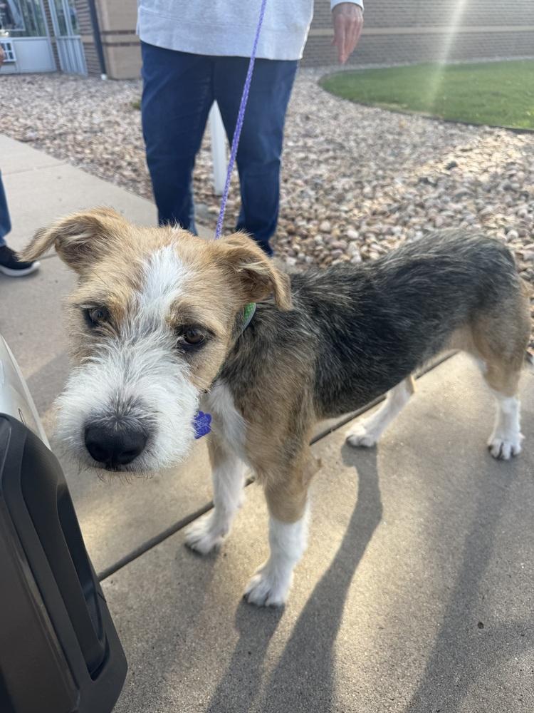Enlarge Zeus, a Adoptable mixed breed in Aurora, CO image 2/6