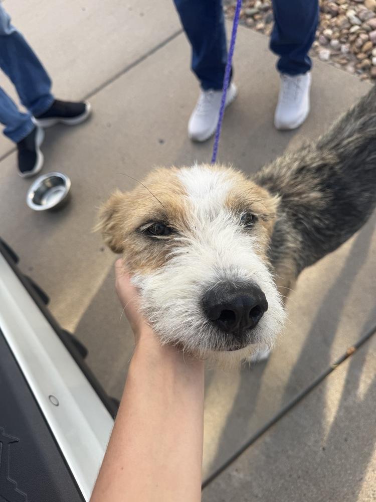 Enlarge Zeus, a Adoptable mixed breed in Aurora, CO image 3/6