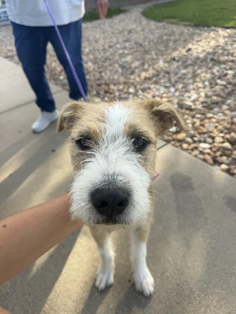 Enlarge Zeus, a Adoptable mixed breed in Aurora, CO image 4/6