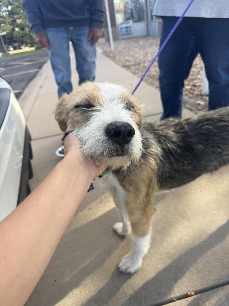 Enlarge Zeus, a Adoptable mixed breed in Aurora, CO image 5/6