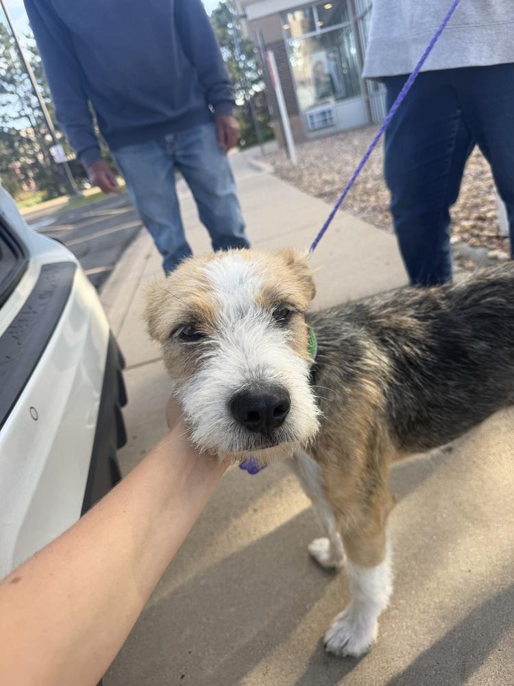 Enlarge Zeus, a Adoptable mixed breed in Aurora, CO image 6/6