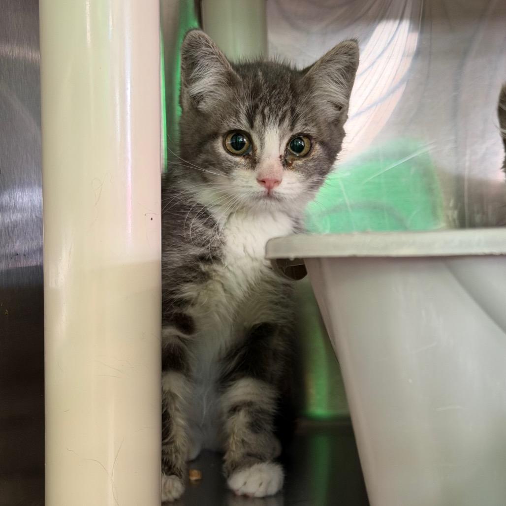 Spite, Adoptable, Kitten Female Domestic Short Hair.