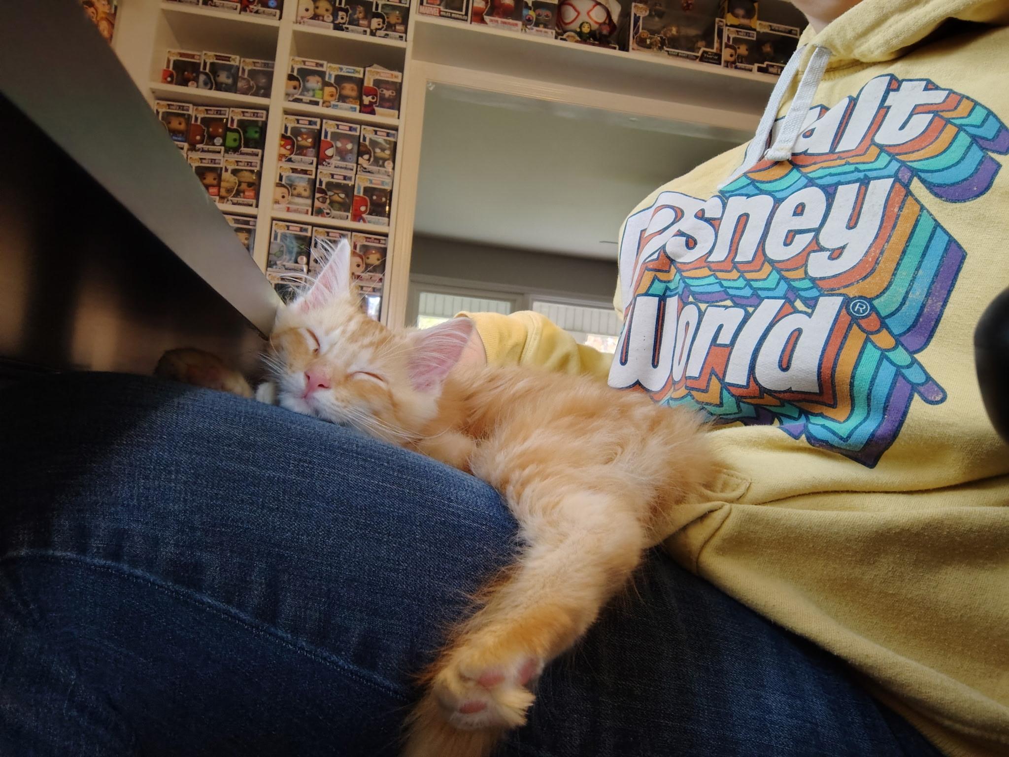 Tempura, a Adoptable Tabby in Murray, KY image 5/6