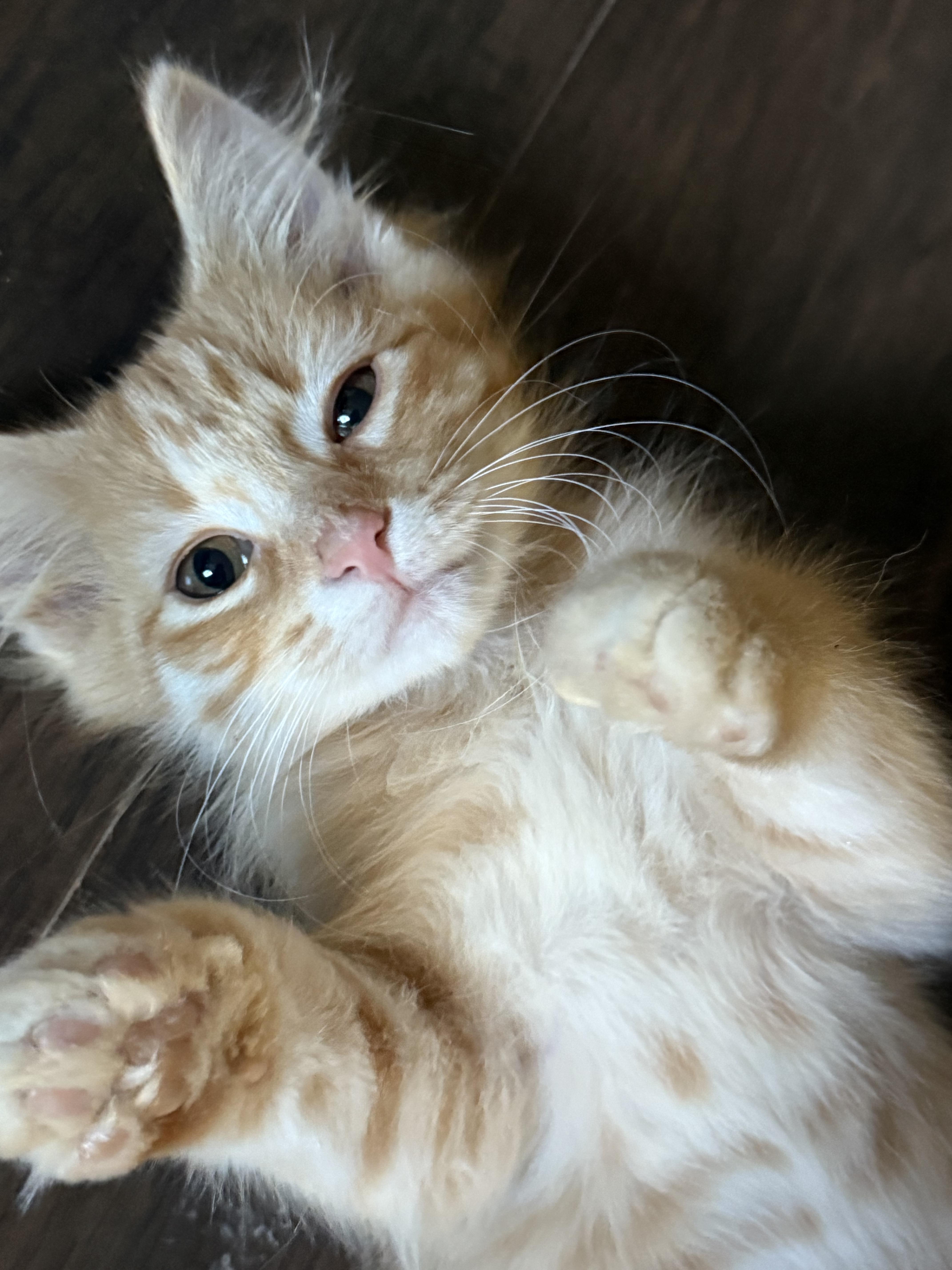 Tempura, a Adoptable Tabby in Murray, KY image 1/6