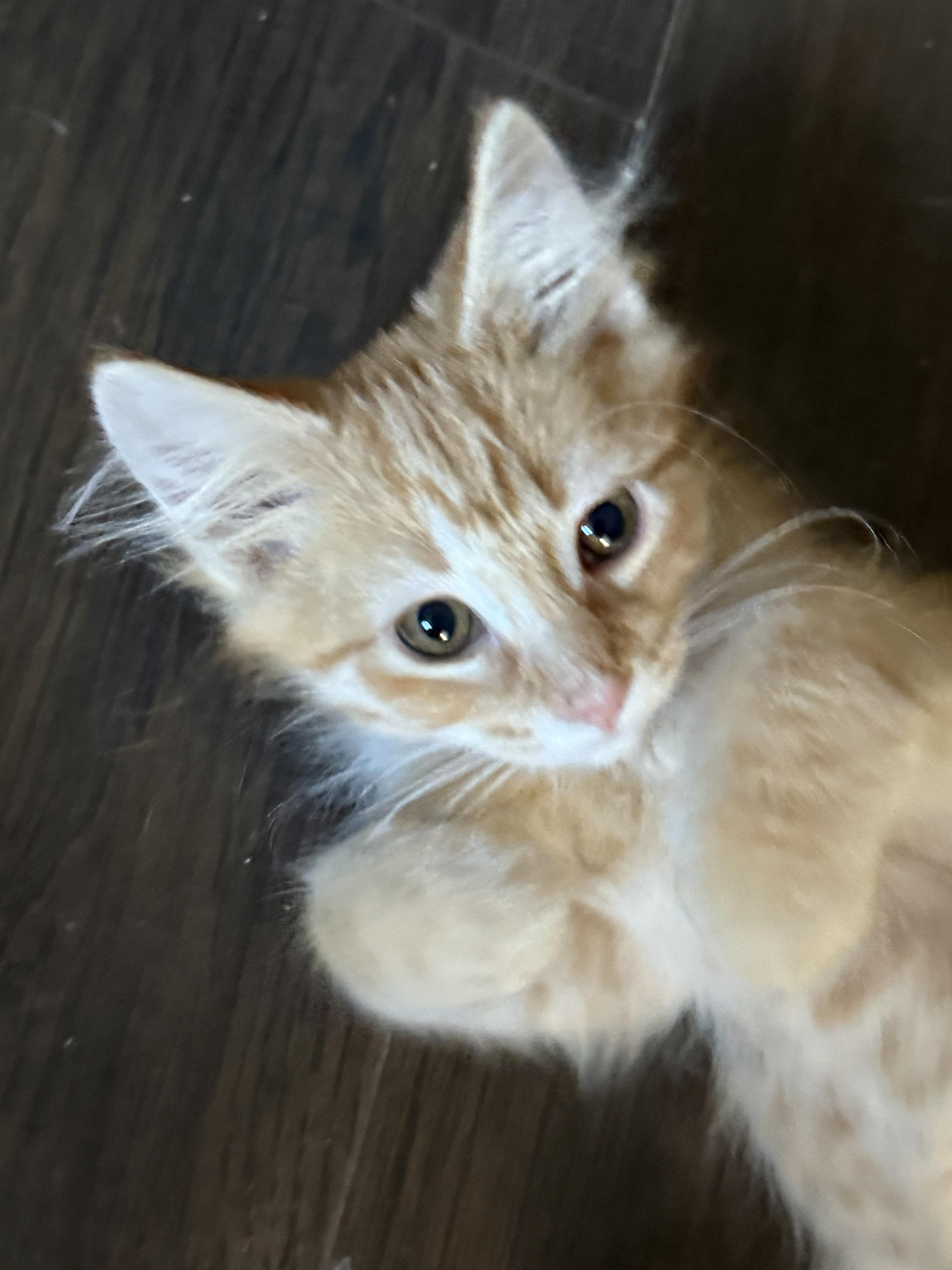 Tempura, a Adoptable Tabby in Murray, KY image 6/6