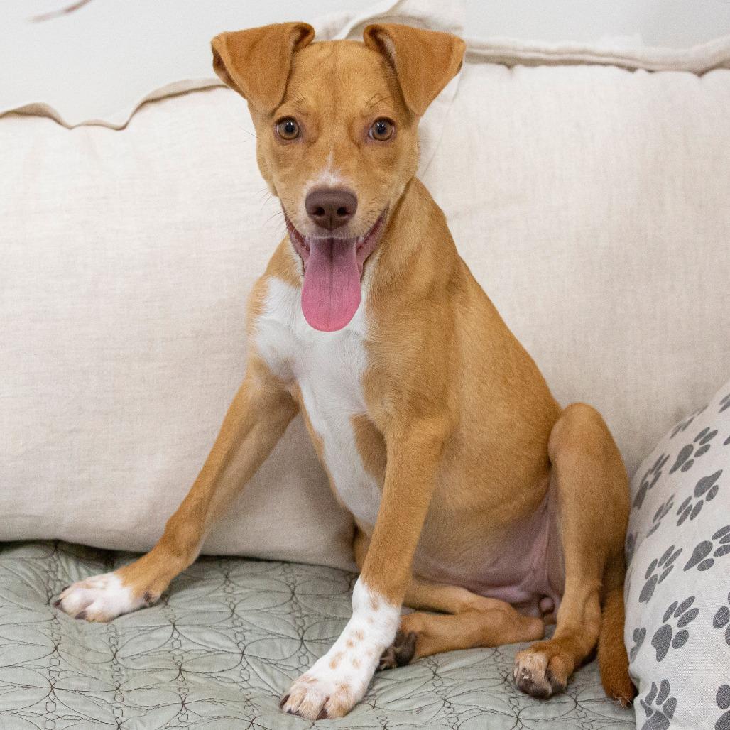 Enlarge Pumpkin, a Adoptable Mixed Breed in Cartersville, GA image 1/4