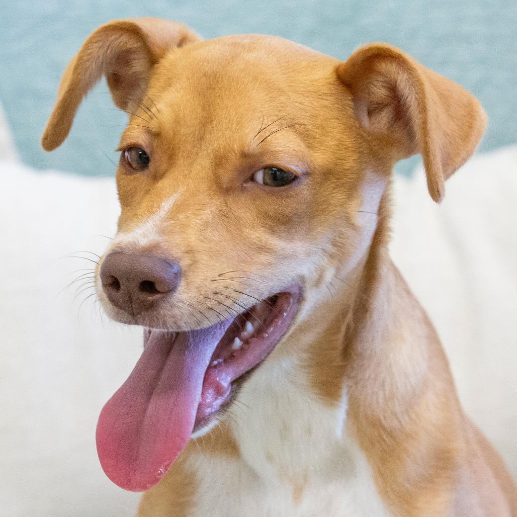 Enlarge Pumpkin, a Adoptable Mixed Breed in Cartersville, GA image 2/4
