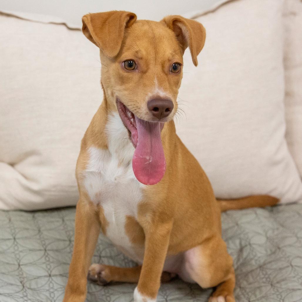 Enlarge Pumpkin, a Adoptable Mixed Breed in Cartersville, GA image 3/4