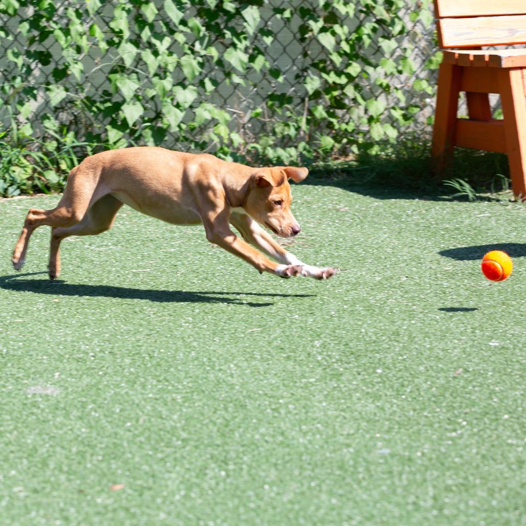 Enlarge Pumpkin, a Adoptable Mixed Breed in Cartersville, GA image 4/4