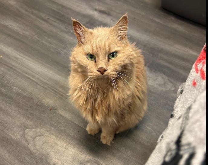 Enlarge Simba, a Adoptable Domestic Medium Hair in Hudson, NH image 1/1