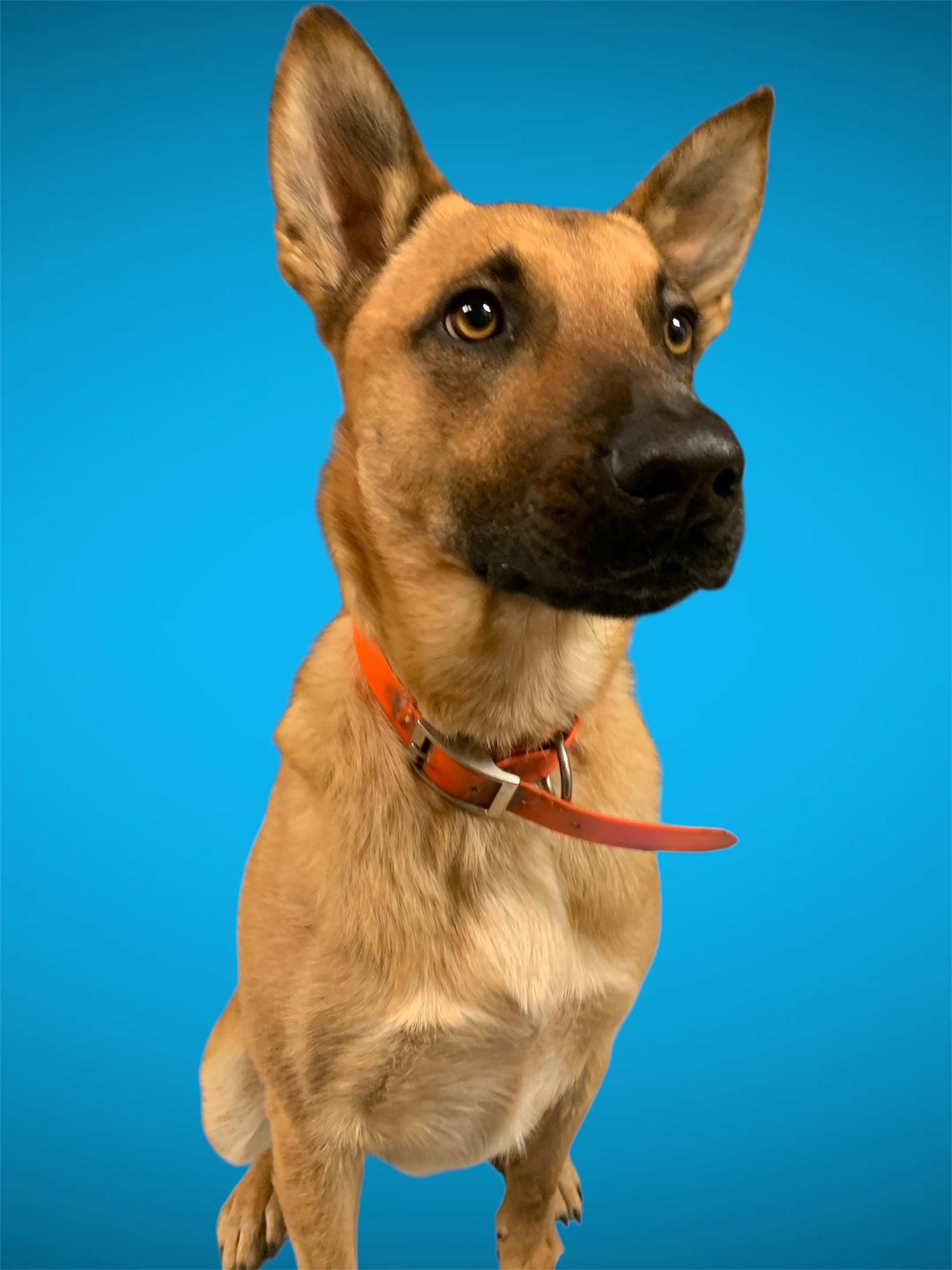 Enlarge Shep, a ADOPTABLE Belgian Shepherd / Malinois in Lexington, MS image 1/3