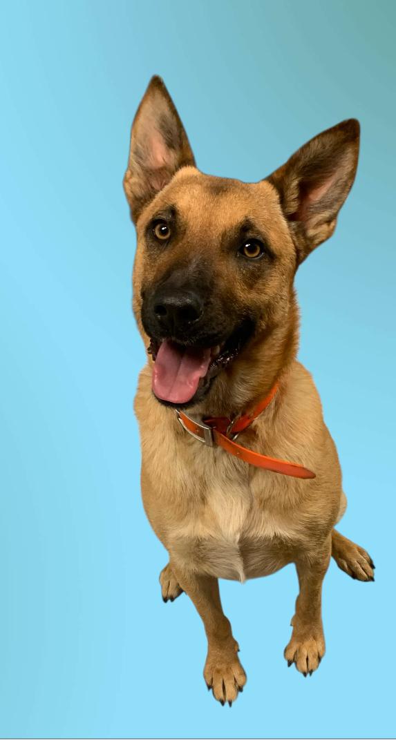 Enlarge Shep, a ADOPTABLE Belgian Shepherd / Malinois in Lexington, MS image 3/3