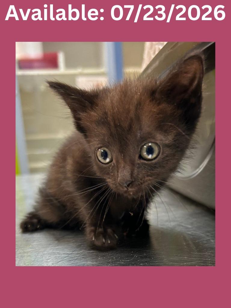 Enlarge Cat Condo # 24, a Adoptable mixed breed in Greenville, TX image 1/1