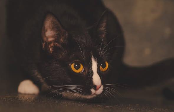 Enlarge Spider, a ADOPTABLE Domestic Short Hair in Amherst, VA image 2/2