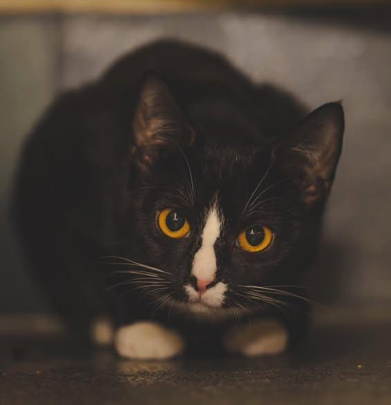 Enlarge Spider, a ADOPTABLE Domestic Short Hair in Amherst, VA image 1/2