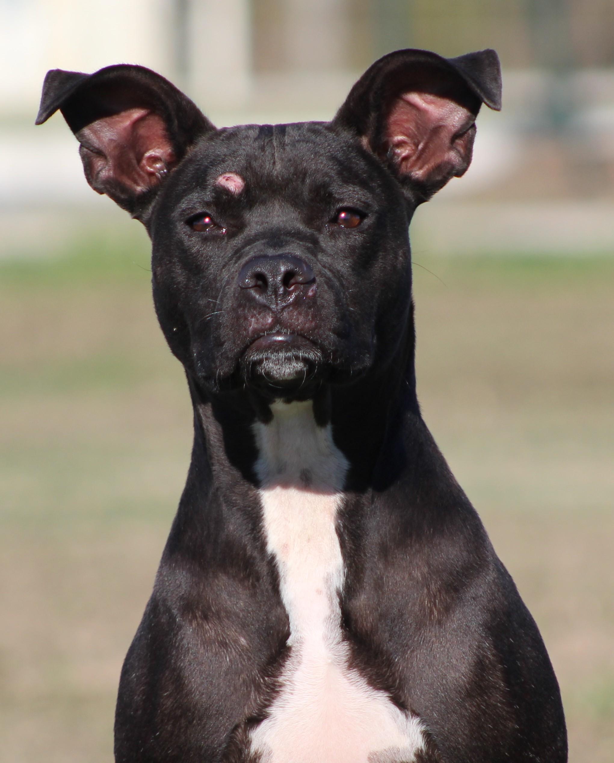 Enlarge Athena, a ADOPTABLE American Staffordshire Terrier in Temple, TX image 1/5