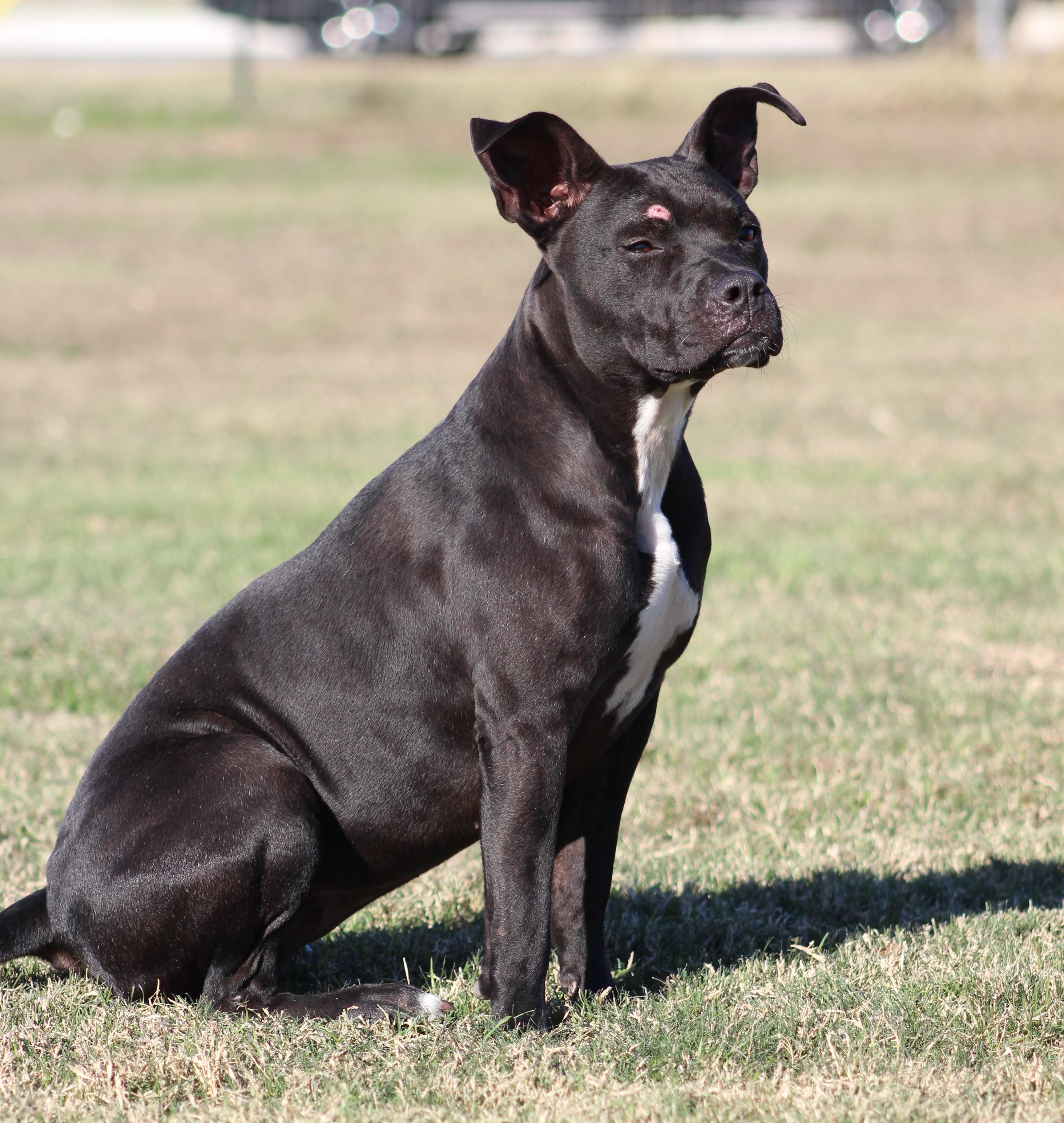 Enlarge Athena, a ADOPTABLE American Staffordshire Terrier in Temple, TX image 2/5