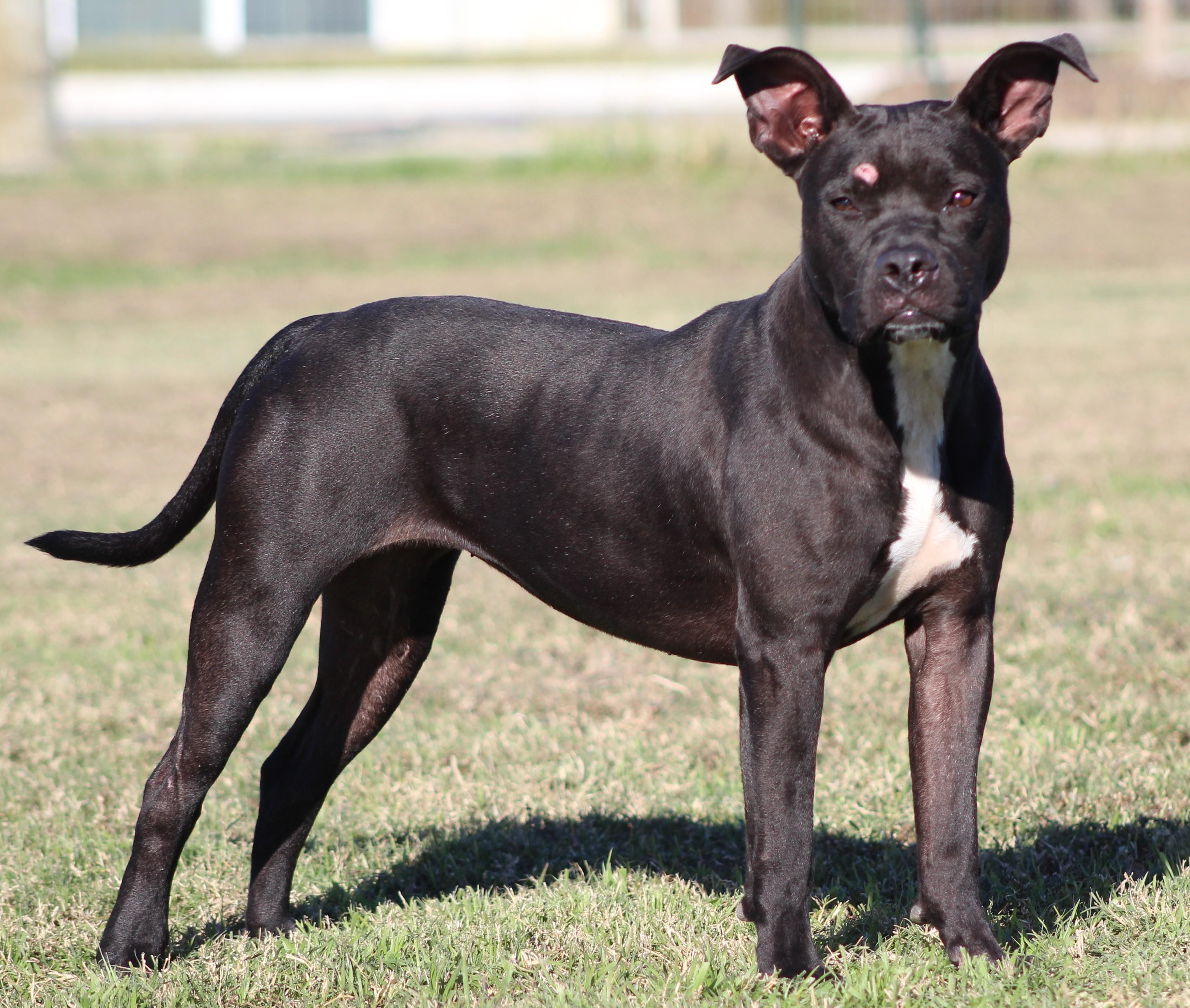 Enlarge Athena, a ADOPTABLE American Staffordshire Terrier in Temple, TX image 3/5